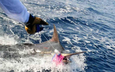 28ª Edición del Torneo Internacional de Pesca del Marlin se aproxima impulsando la economía y el turismo en El Salvador